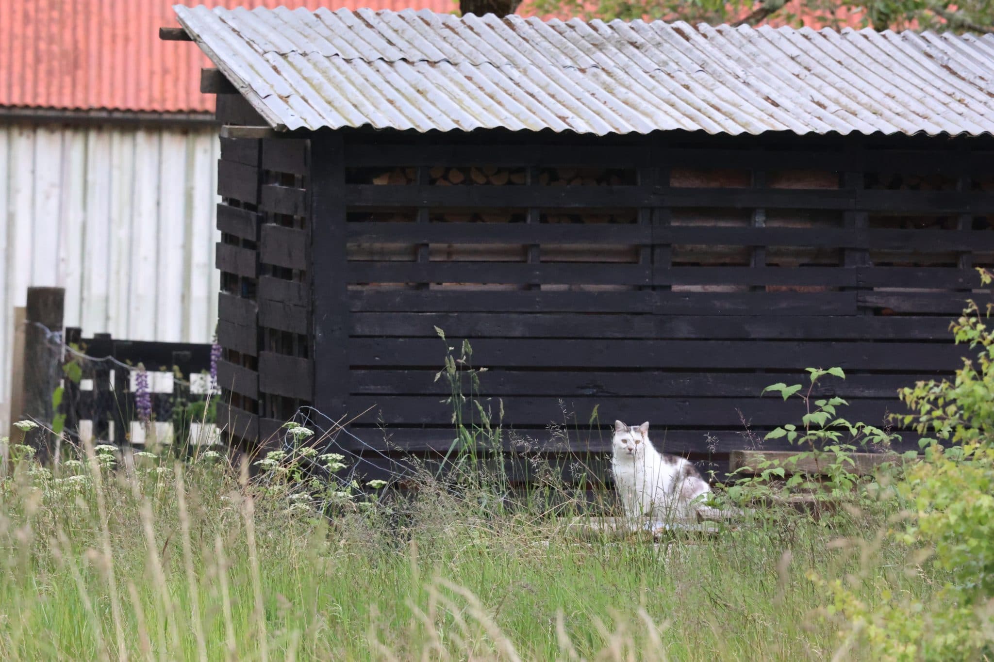 Cat, grass, shed