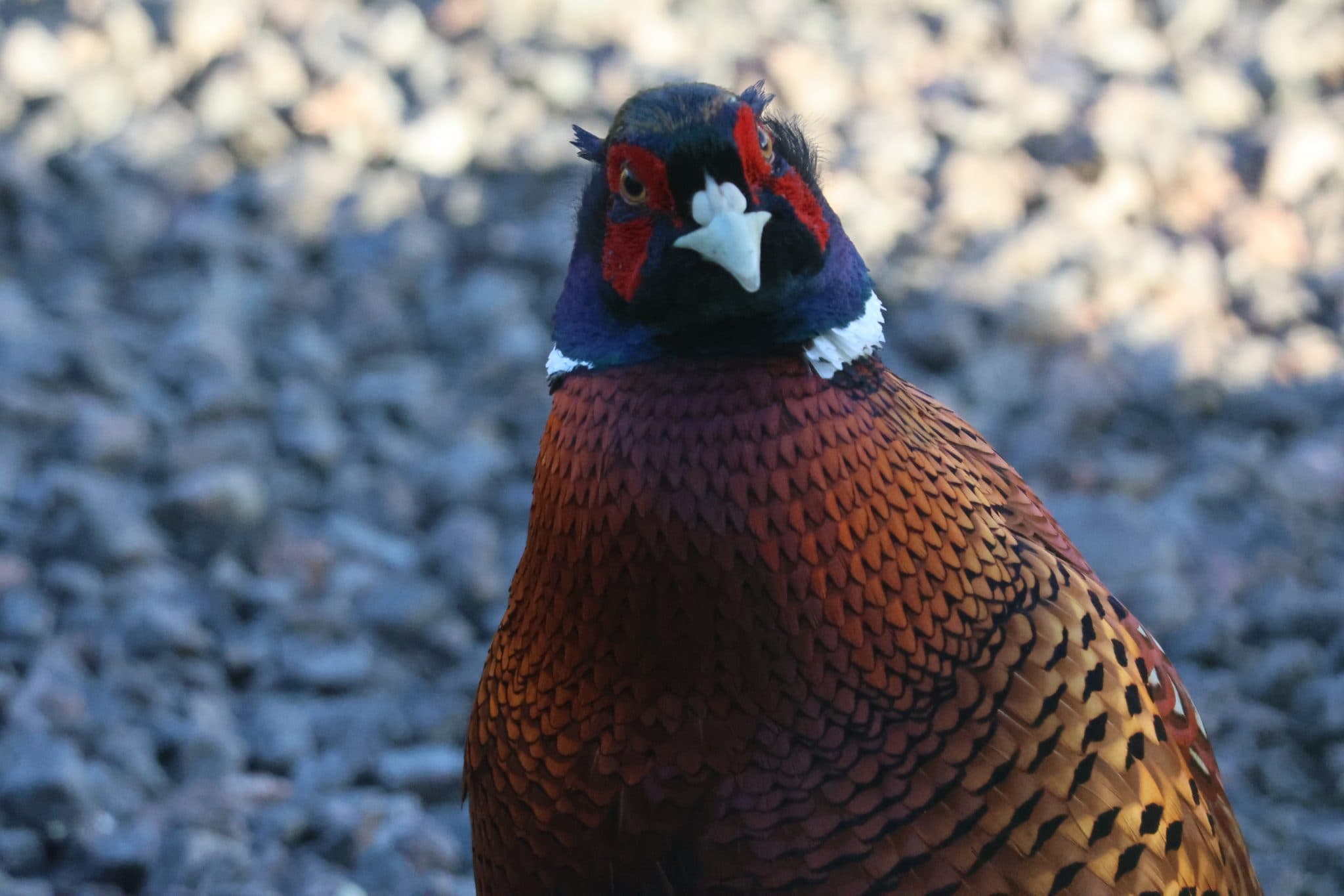 Pheasant, beak, bird