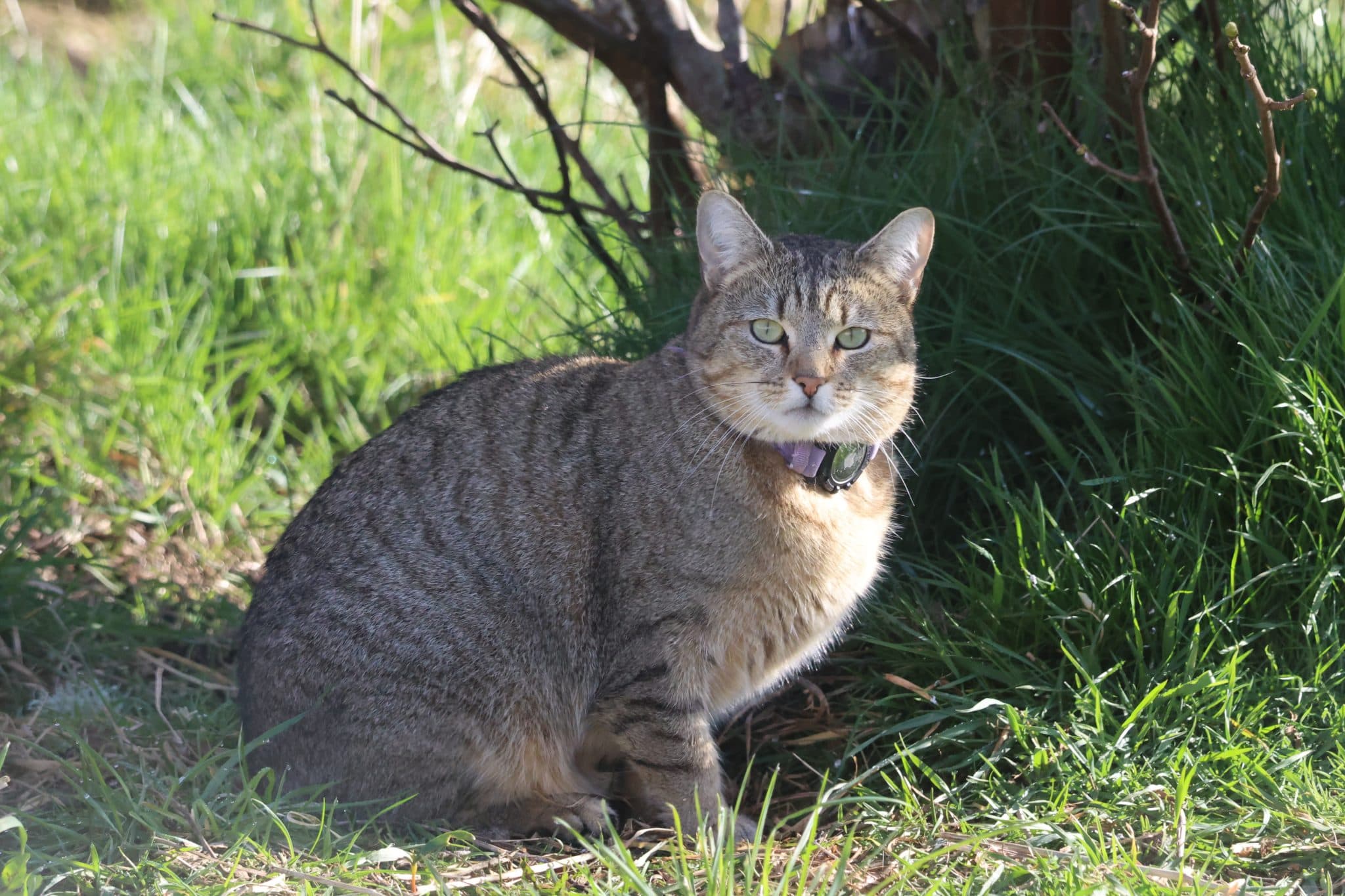 Carnivores, cat, felinae