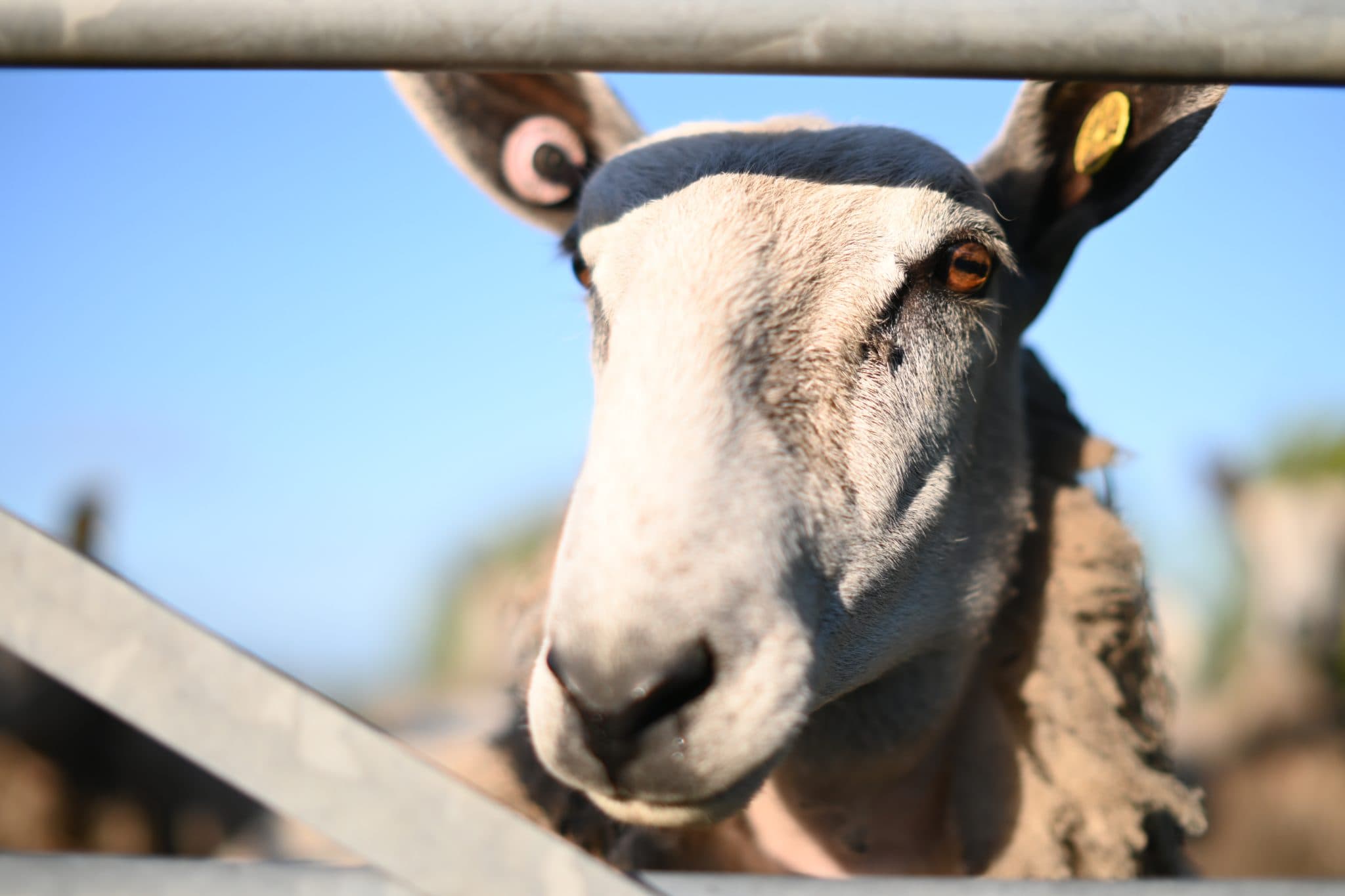Close, livestock, ovis