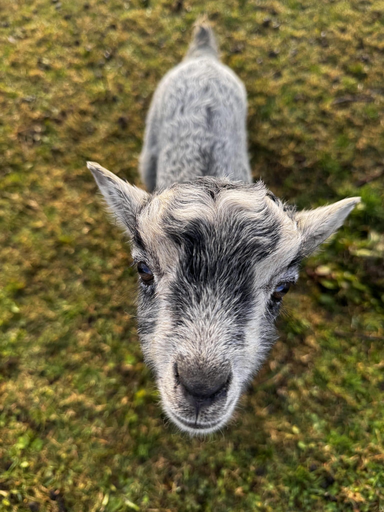 Fur, goat, goats