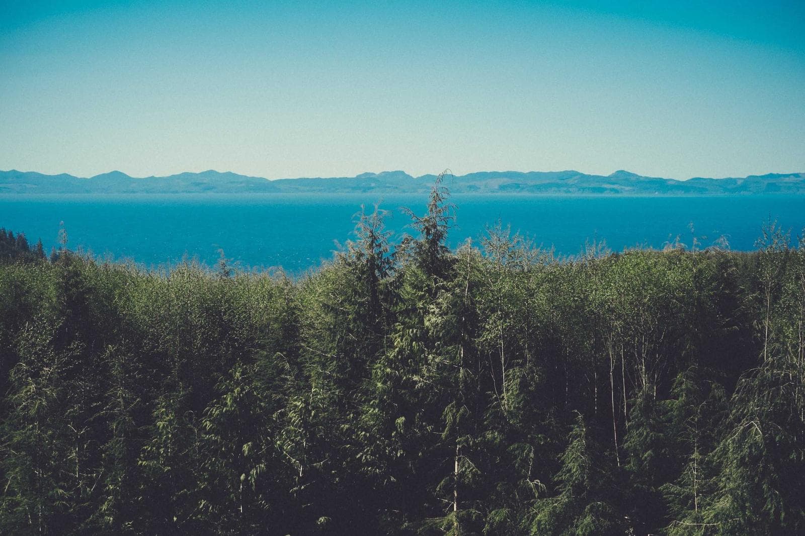Forest above the sea