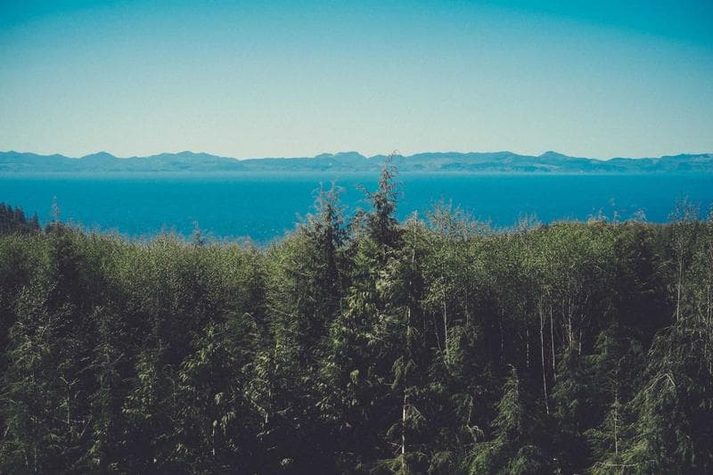 Forest above the sea