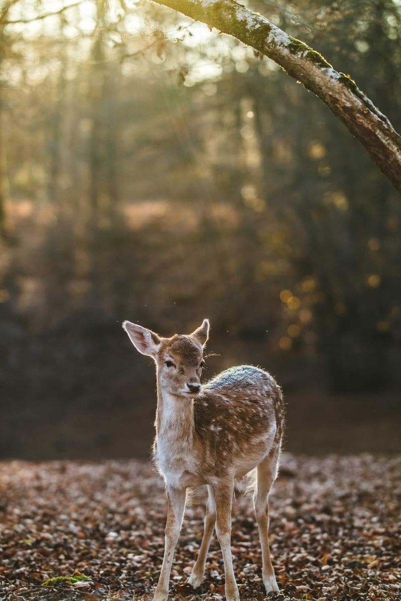 Fawn