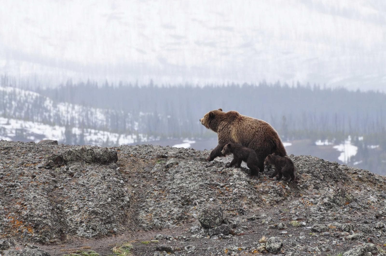 Bear on the rocks