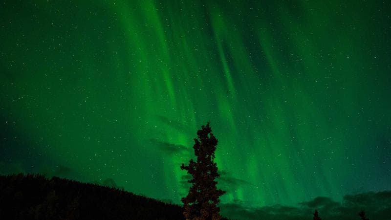 Aurora over trees