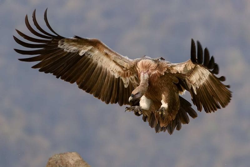 Eagle
