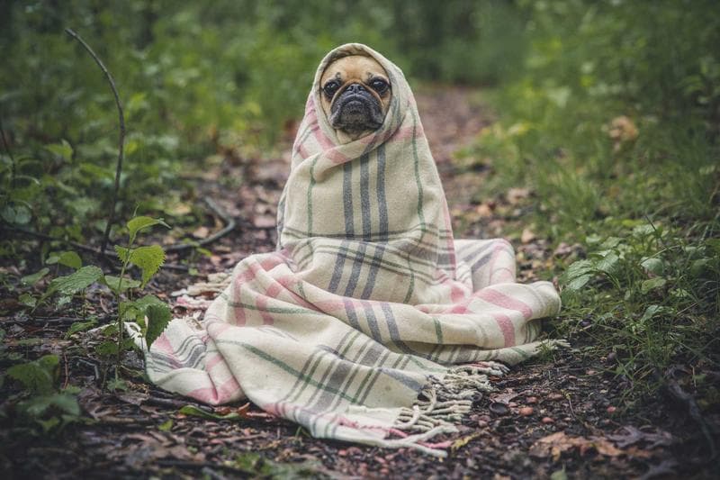 Pug in a blanket