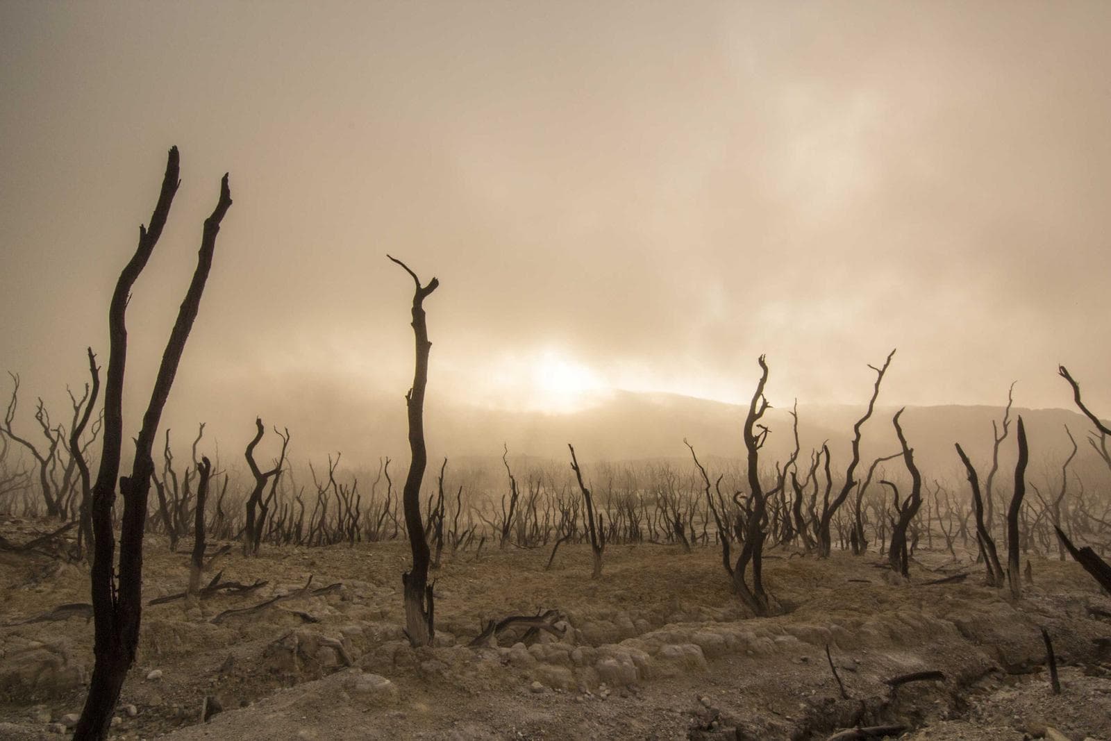 Dead trees