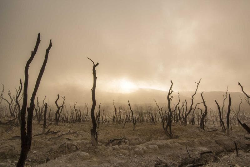 Dead trees