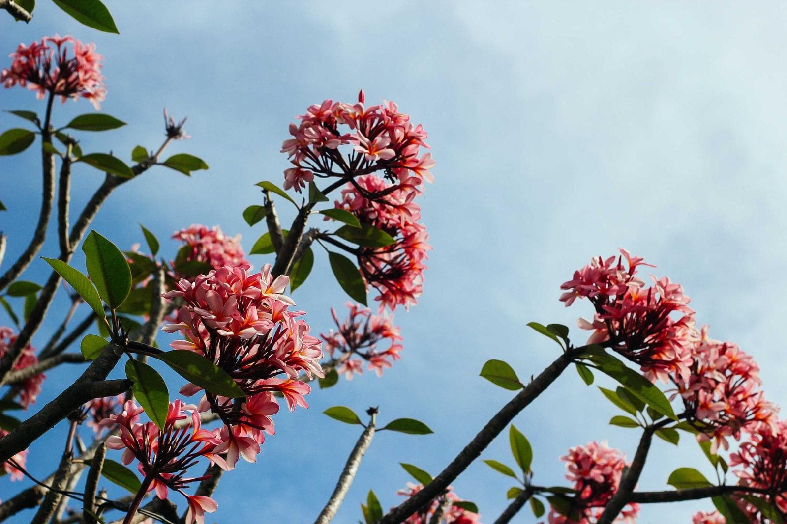 Flowers against the sky