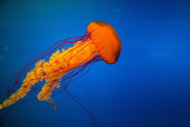 Jellyfish