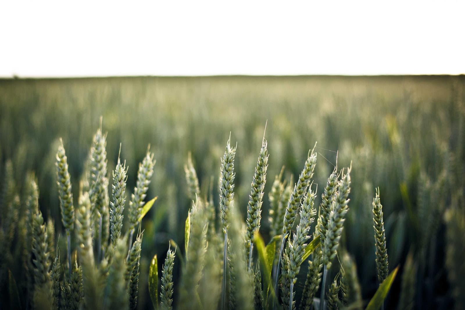 Green wheat