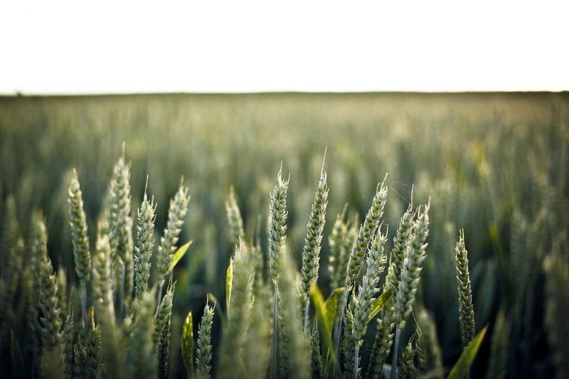 Green wheat