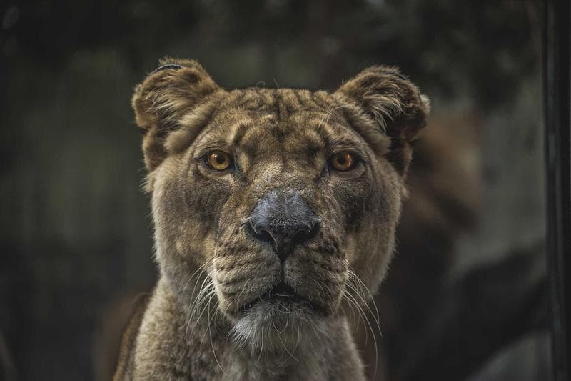 Lioness