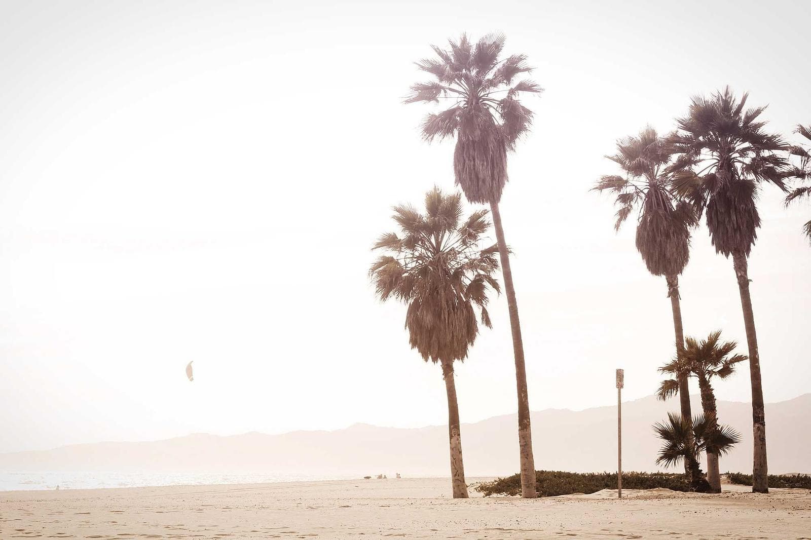 Palms