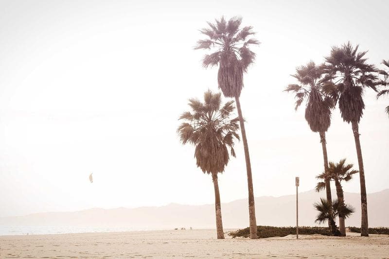 Palms