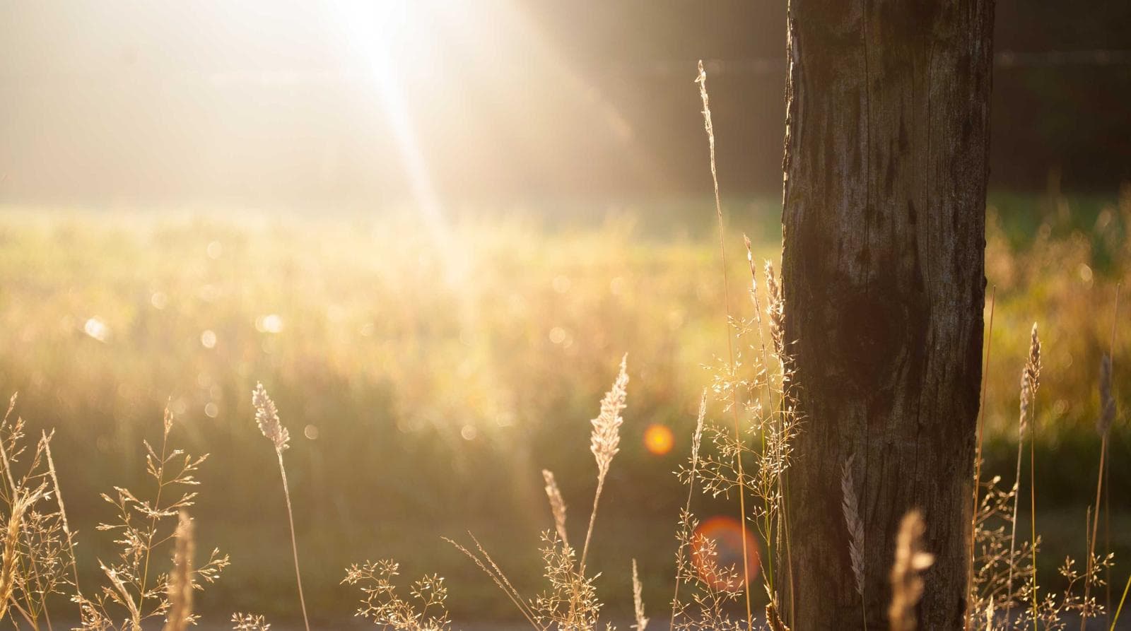 Sunlight through a field