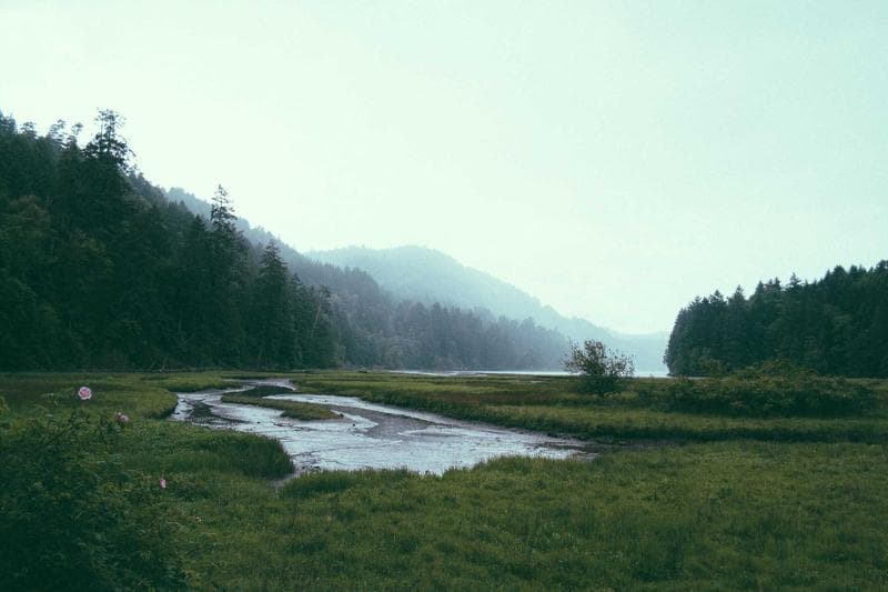 Green field in mist