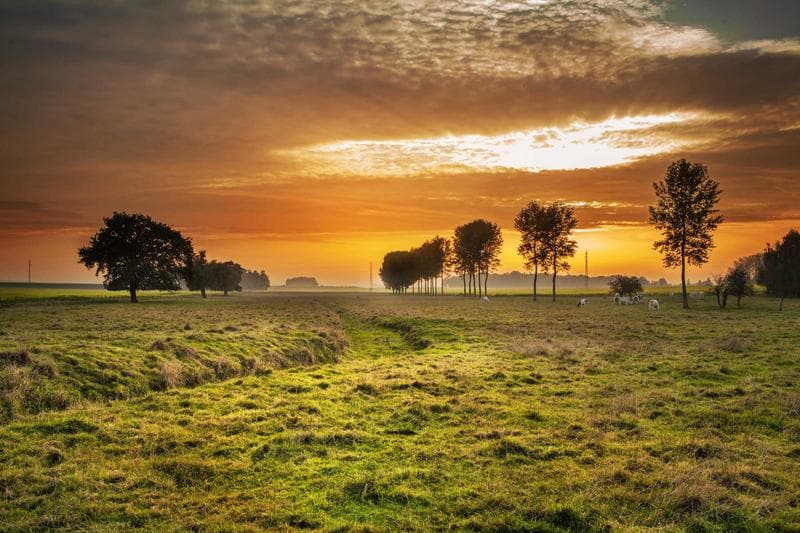 Sunset over a field