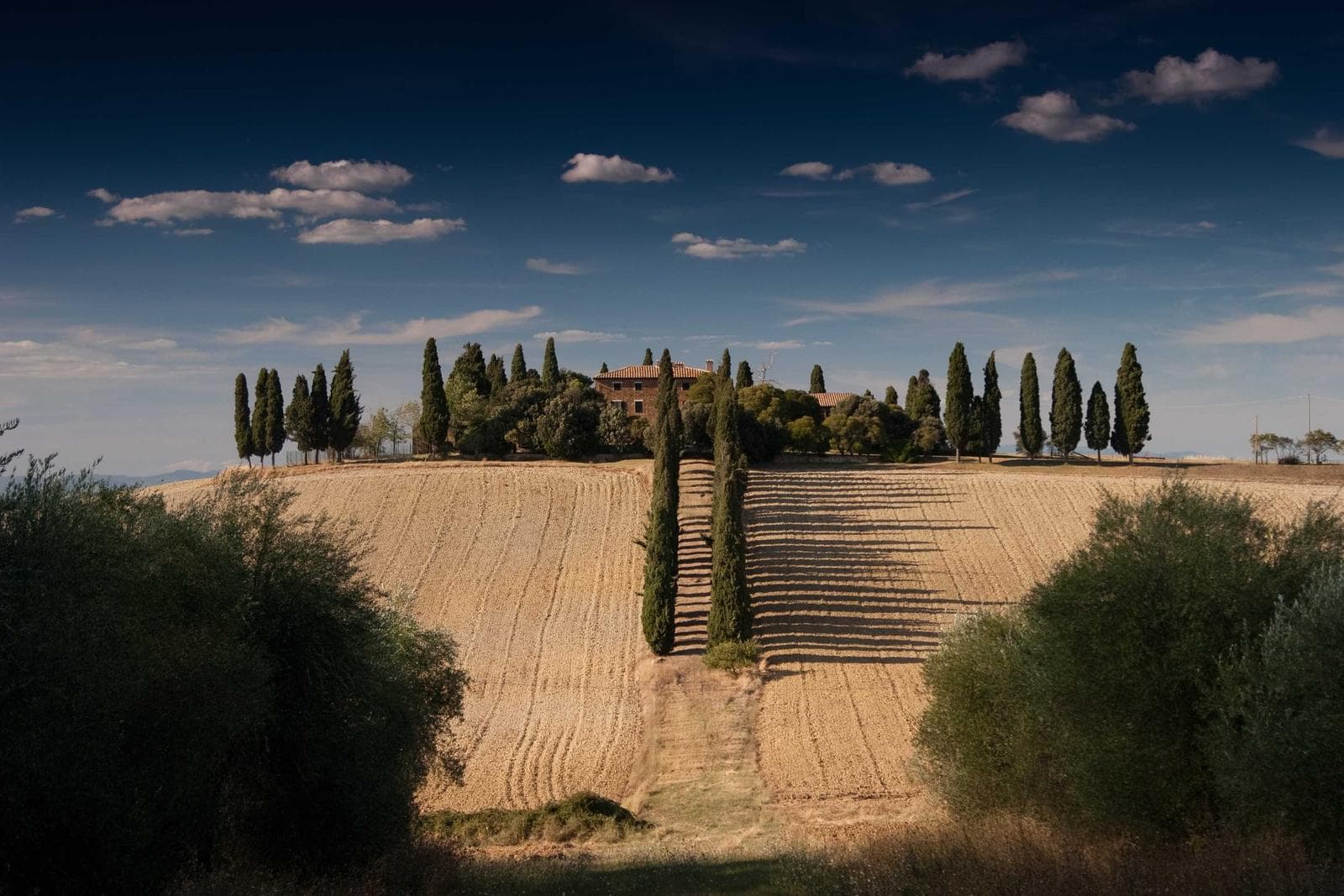 Cypress trees