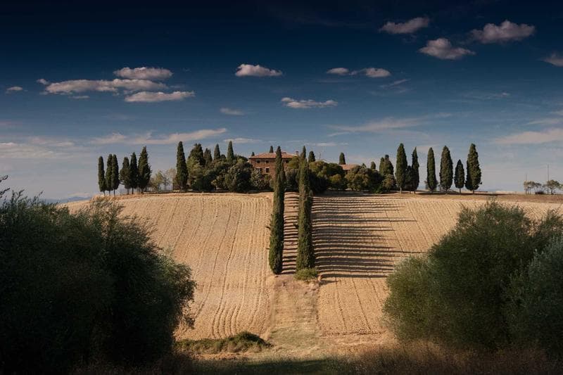Cypress trees