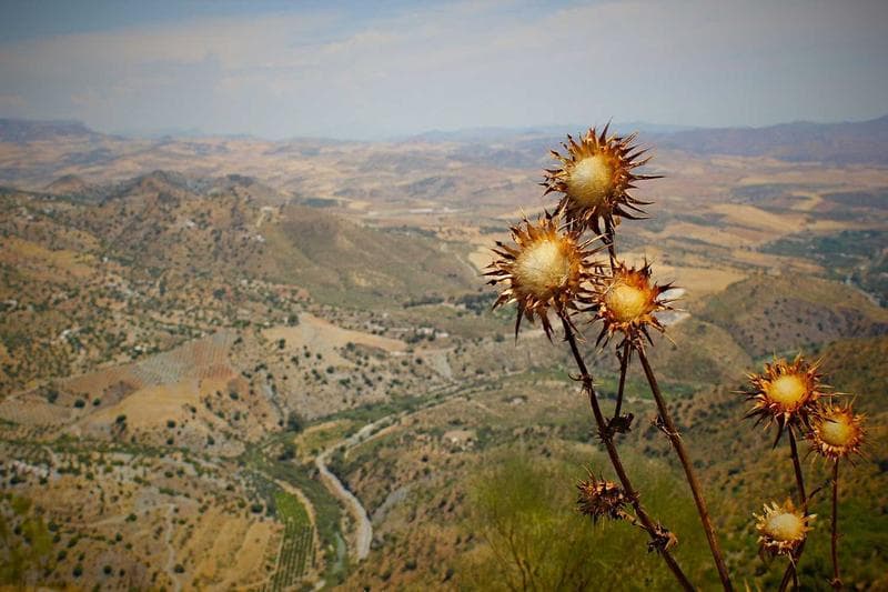 Thistle