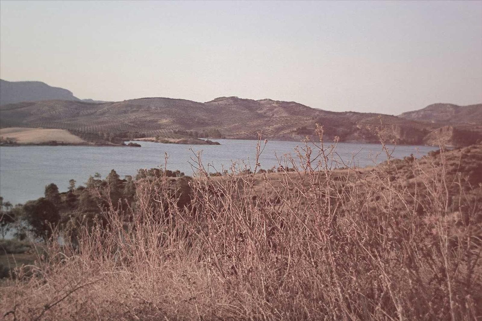 Reeds by the shore