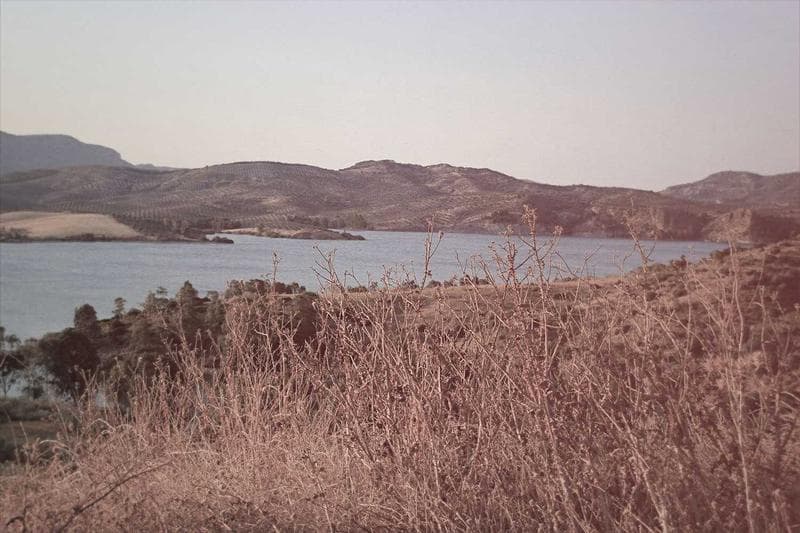 Reeds by the shore