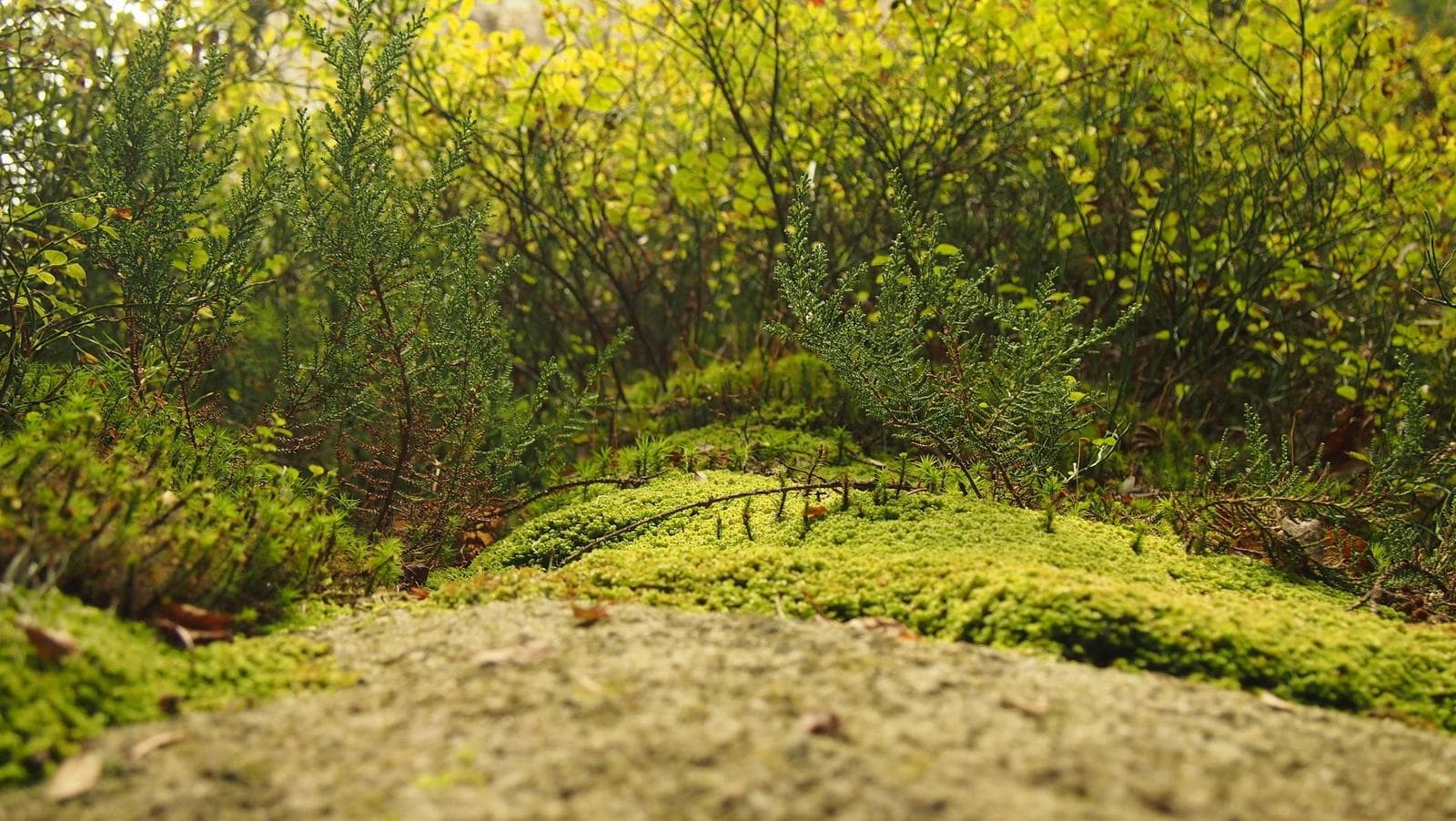 Green shrub
