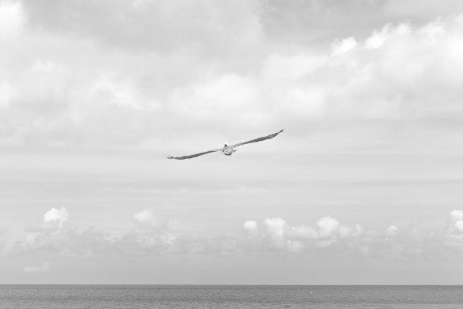 Bird in flight