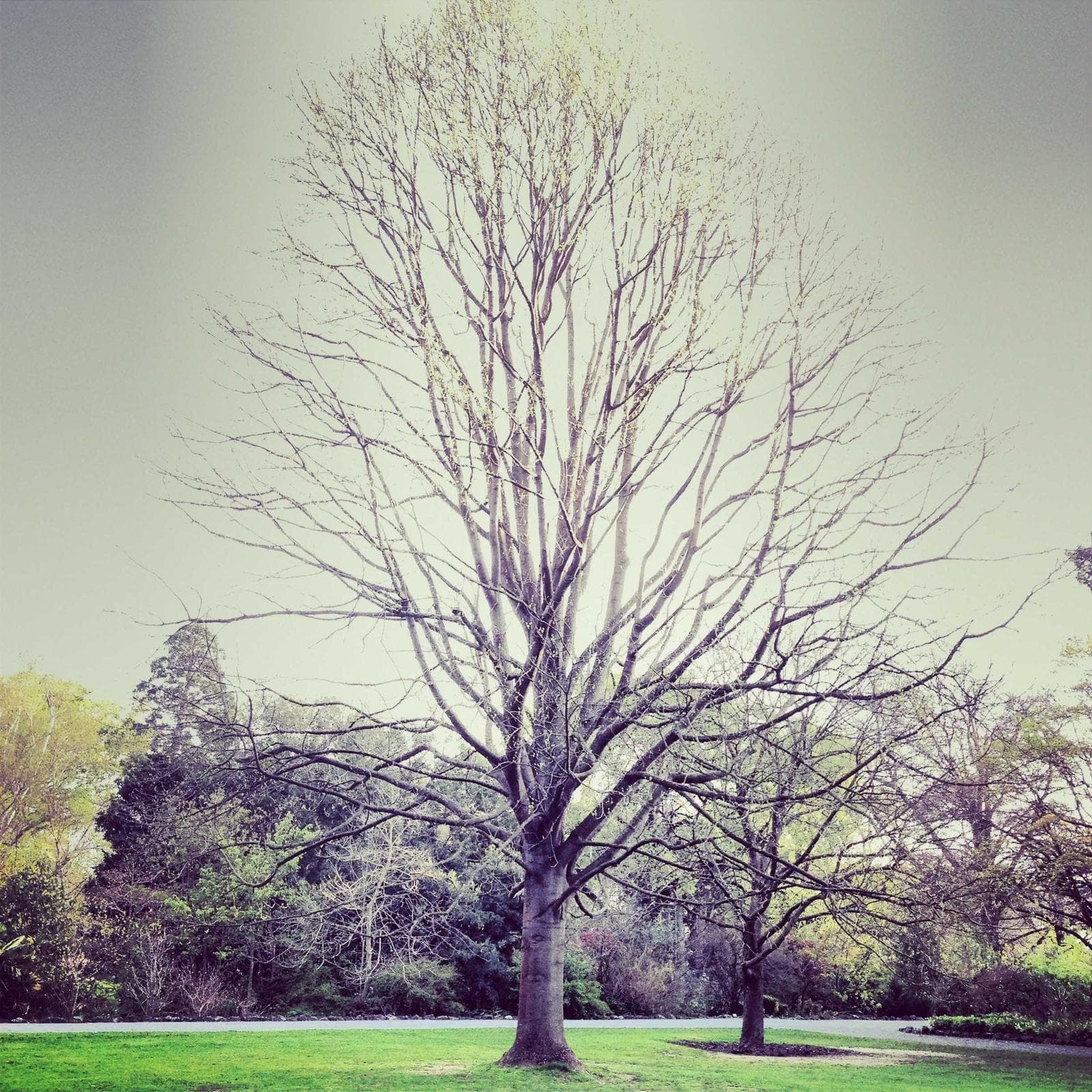 Lone tree
