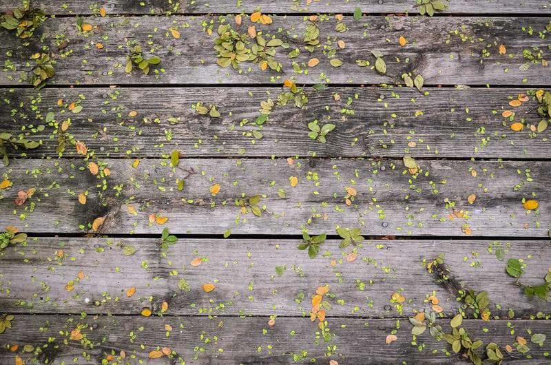 Mossy steps