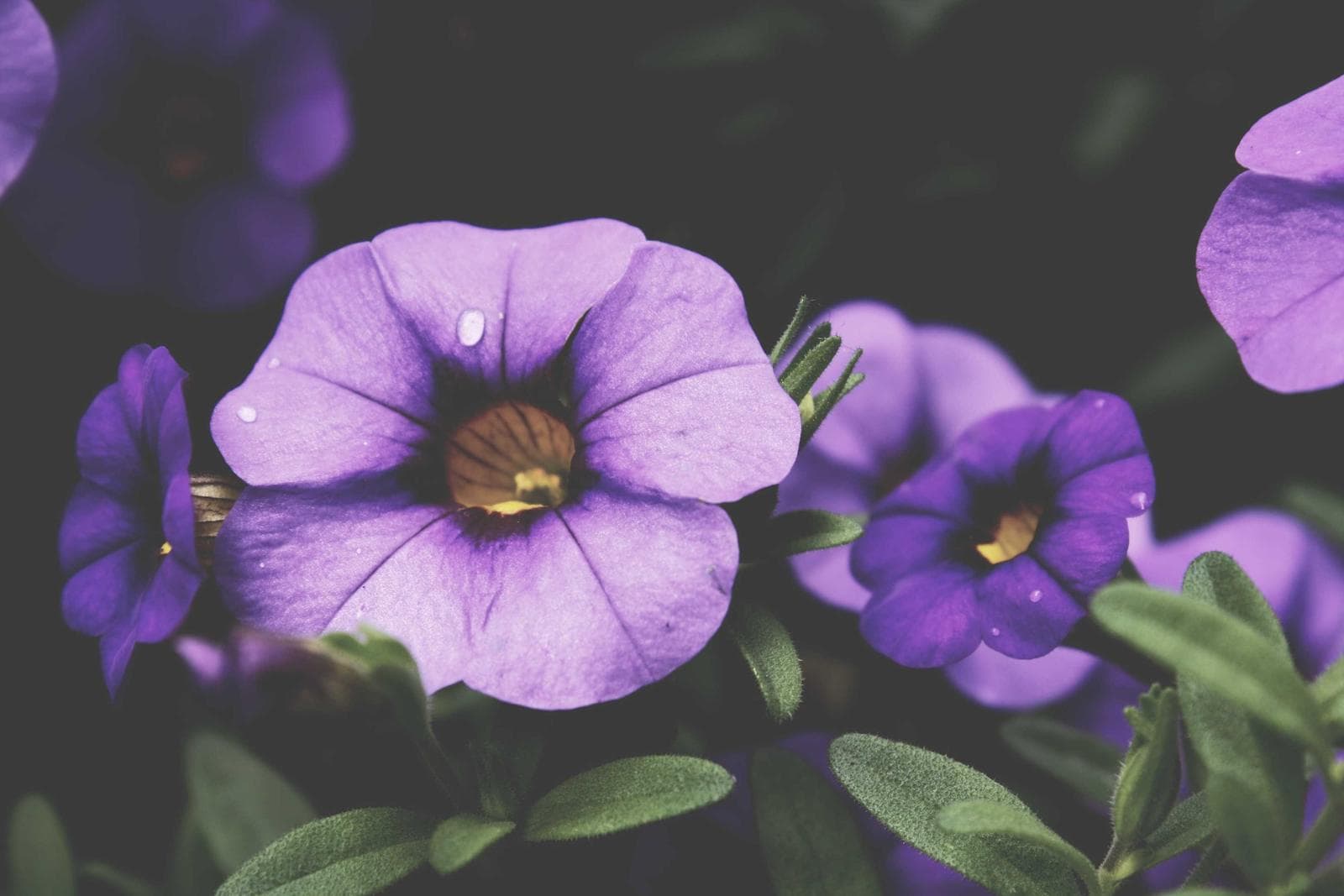 Purple flowers