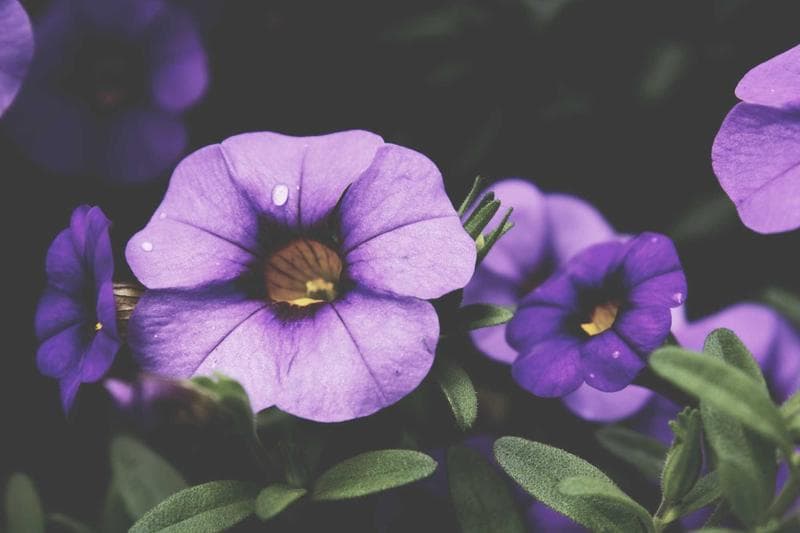 Purple flowers