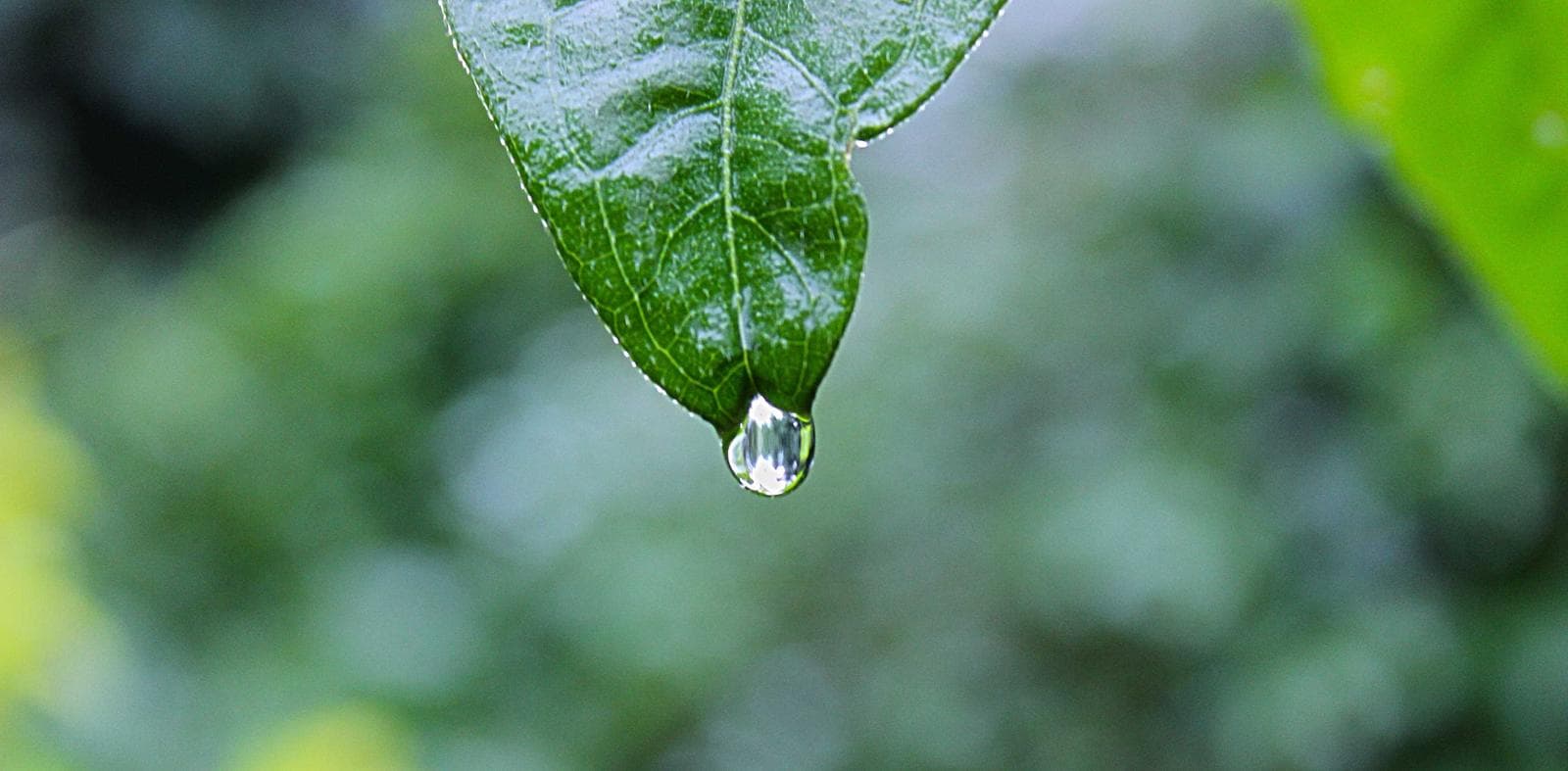 Dew on a leaf