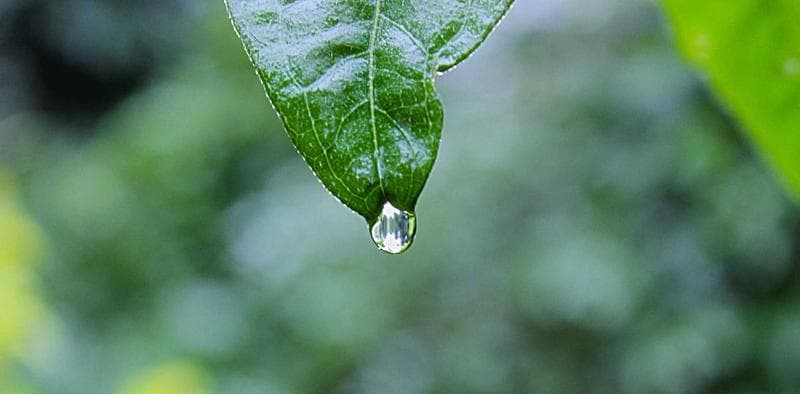 Dew on a leaf