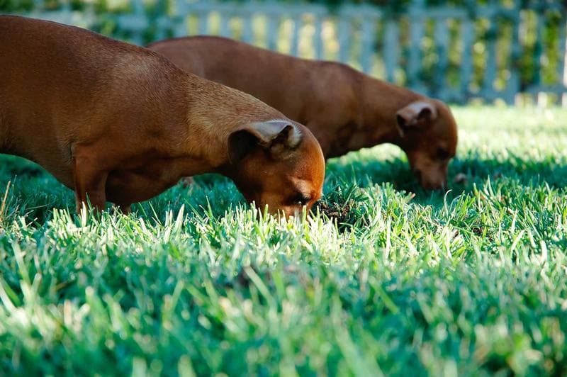 Dog in the grass
