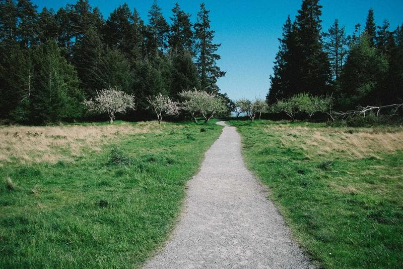 Path through the trees