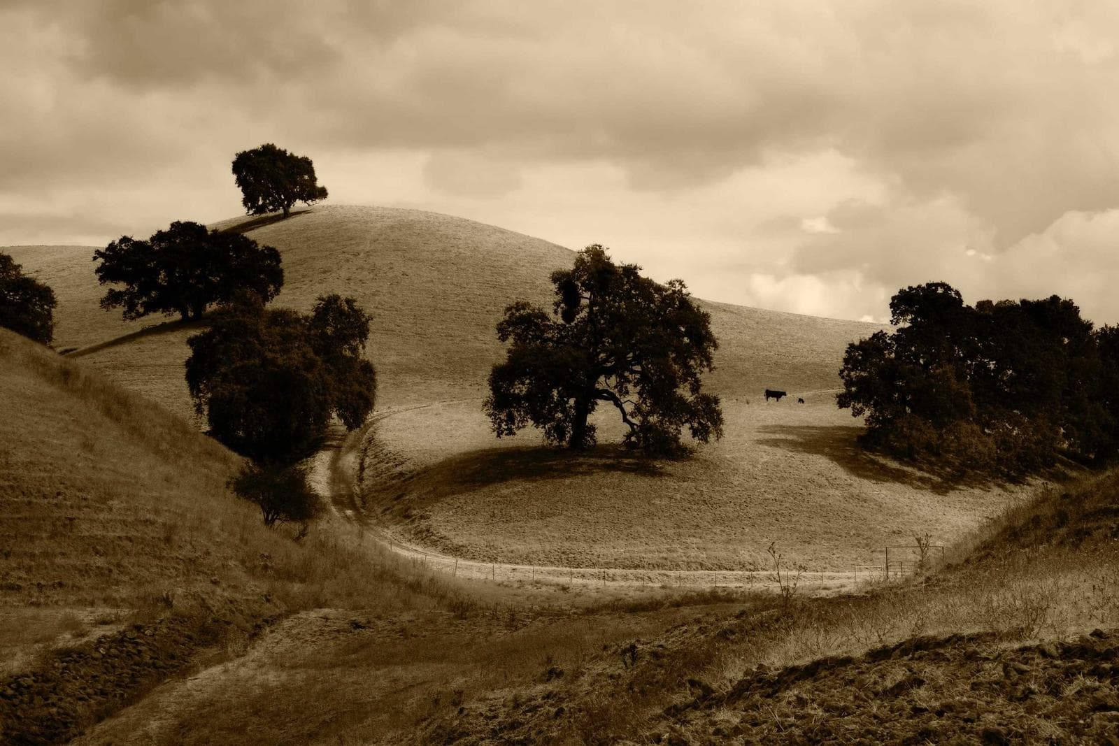 Hills and trees