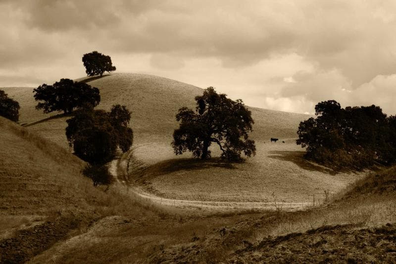 Hills and trees