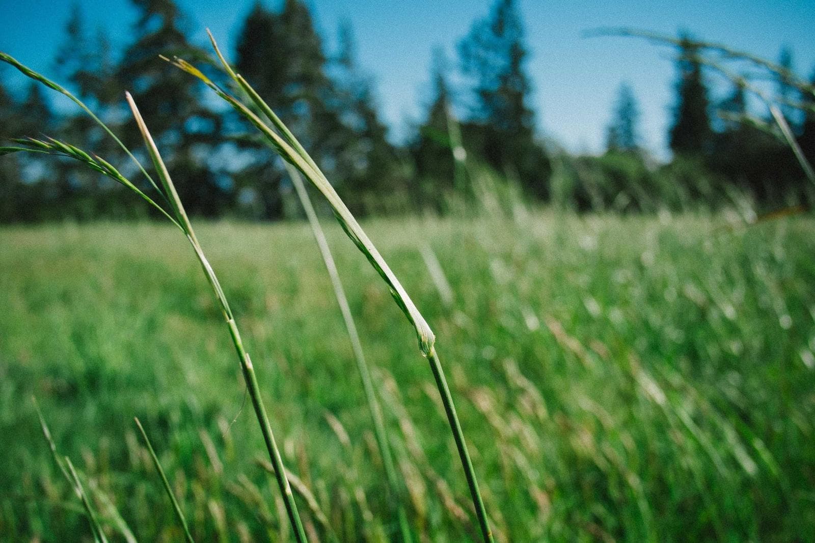 Long grass