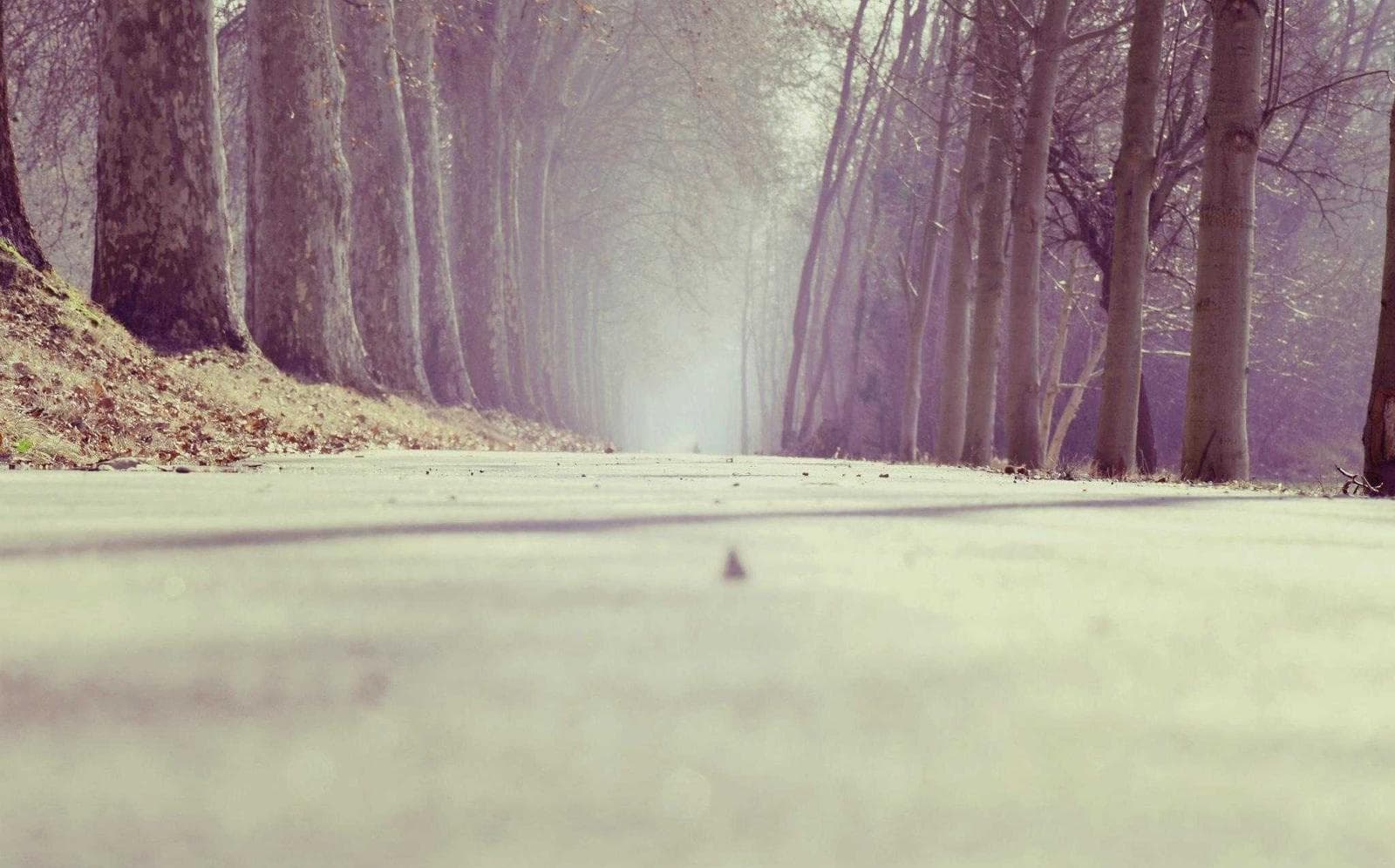 Pale forest
