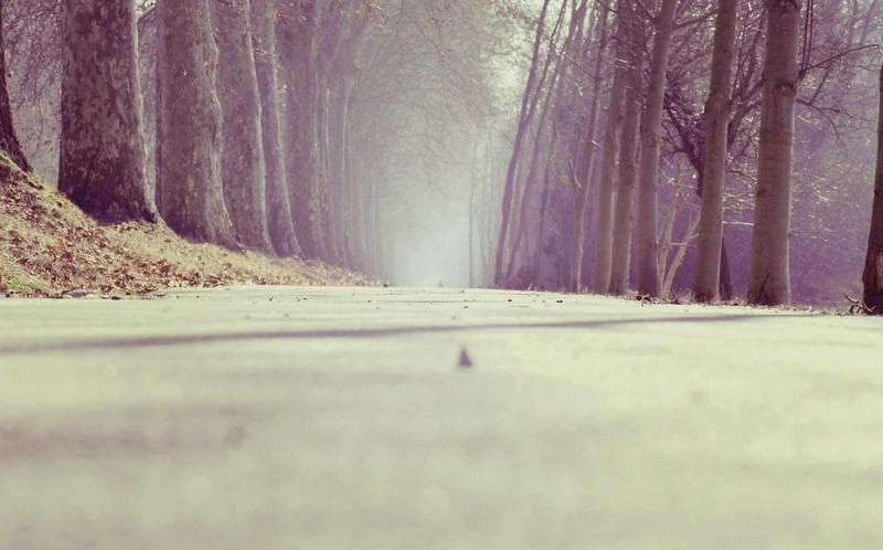 Pale forest