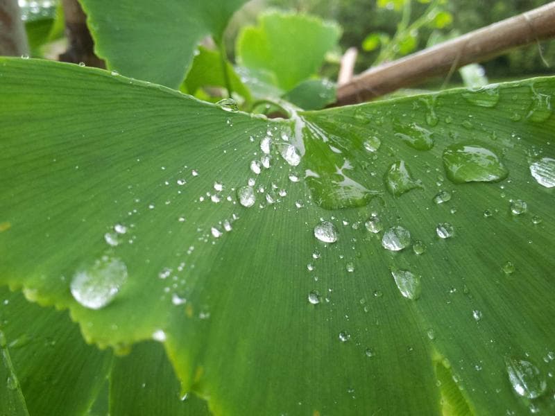 Wet leaves