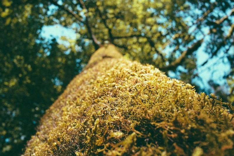 Yellow moss on rock
