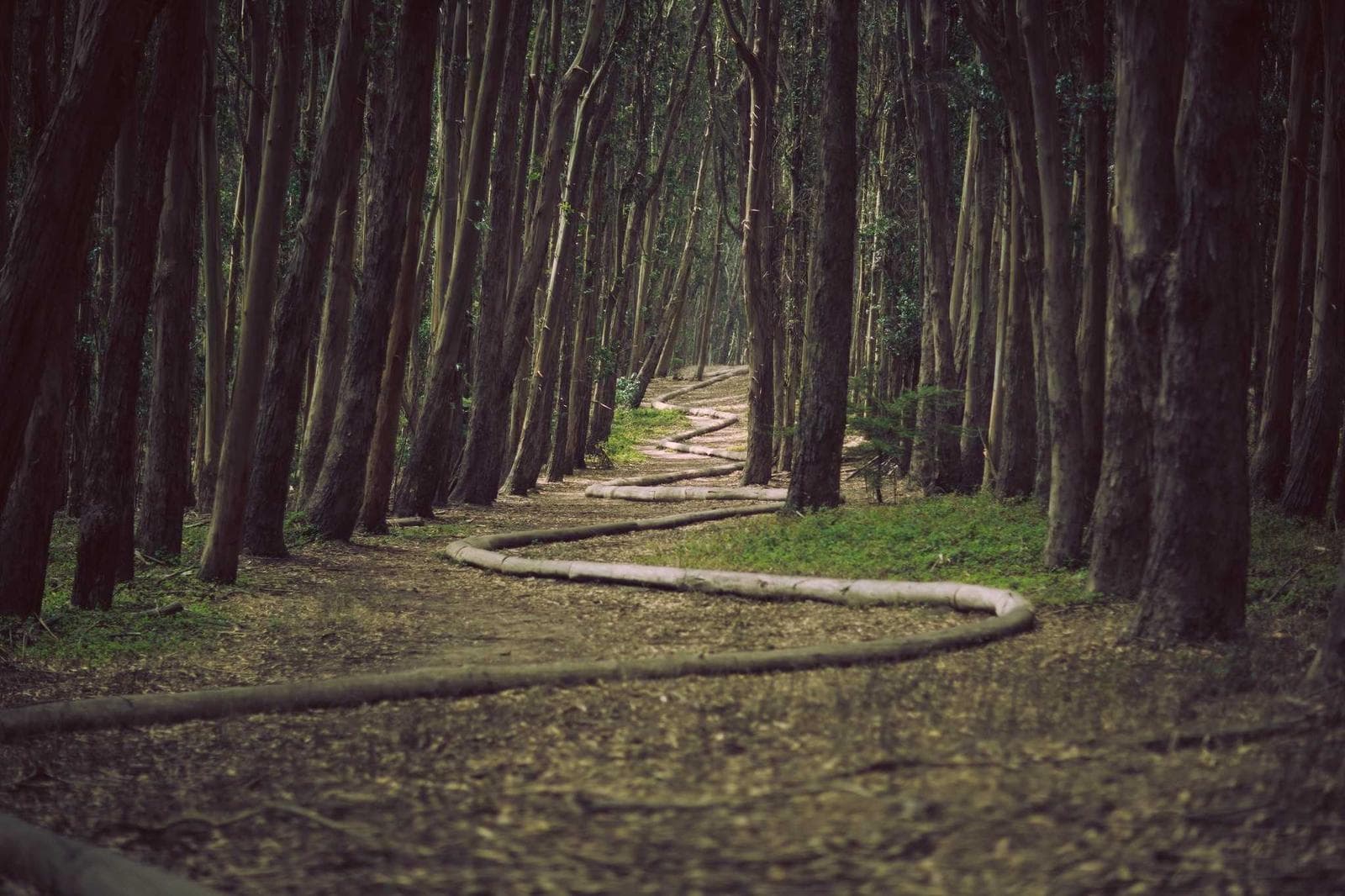 Pine path