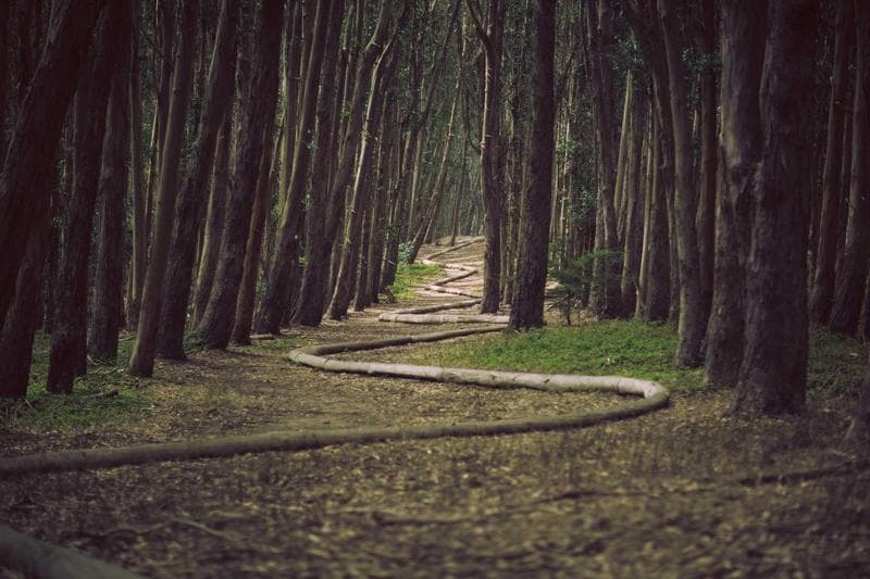 Pine path