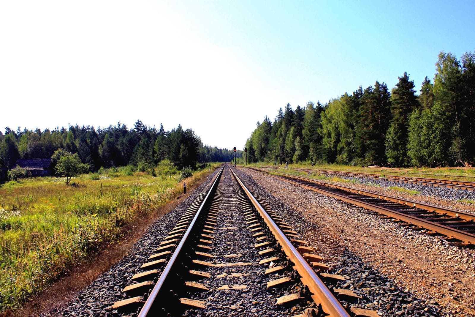 Track into the trees