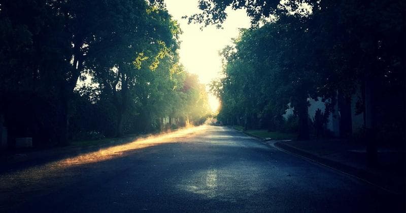 Road under trees